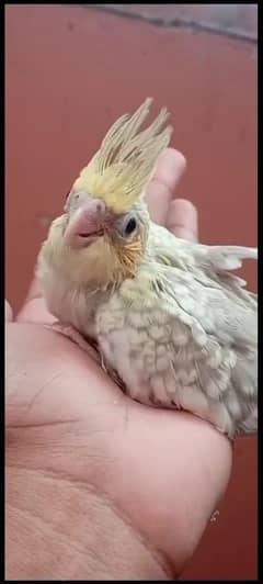 tag parrot urgent sale condition is ok