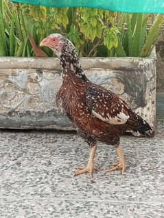 Aseel murgha with 4 female 8 chicks high quality