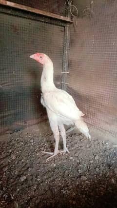 Heera Aseel patha pathi