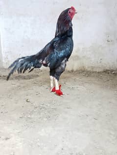 mianwali Aseel /  Golden buffetc /مرغی /Thai Aseel  / Pakistani Aseel