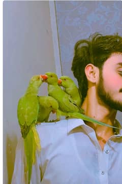 4 hand tam ringneck