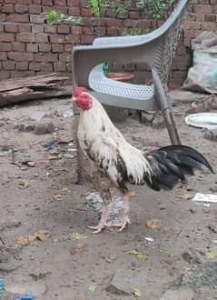 aseel