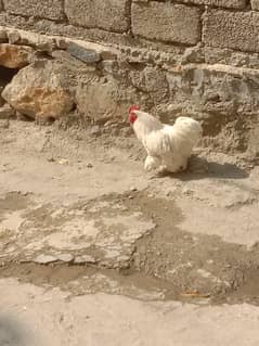 For