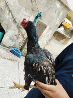 high quality patha for sale