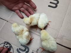 Aseel heera chicks