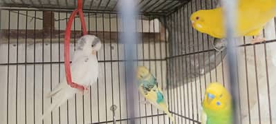 5 PC 3 female and 2 male  with cage