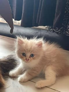 Persian male kitten contact number: 03214455356