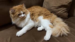 Tripple coat persian cat