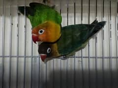 love bird pair. breeders.  Healthy Pair
