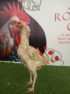 O shamo female / shamo / chicks / murgi / Aseel / murga / eggs / hens