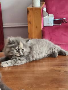 8 weeks old female kitten