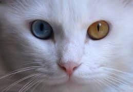 Pet Cat