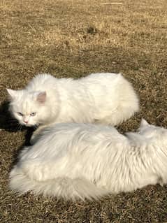 pura tripple coat persian cats pair