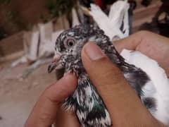 Pigeons For Sale