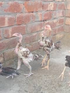 Aseel sindhi patthy home breed
