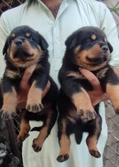 Rottweiler Puppie / Rottweiler male Female / Rottweiler  Puppy