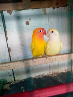 lovebird