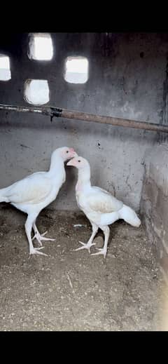 Heera Aseel | white Heera | Aseel pair | paper white heera aseelheera
