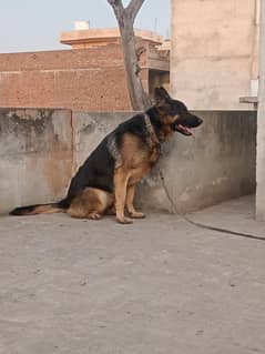 German shepherd Male