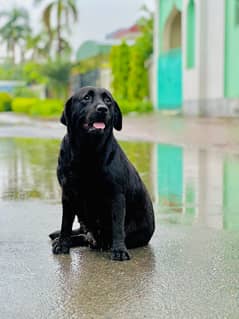 For sale:Pedgree femial Labairy dog With All Documents