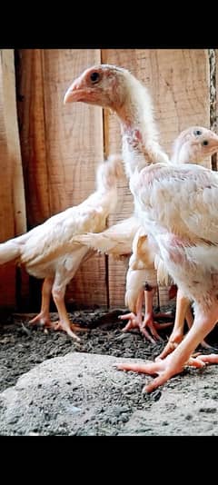 paper white king O German SHAMO chicks available