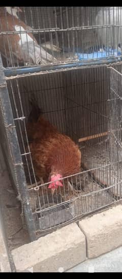 golden misri for sale