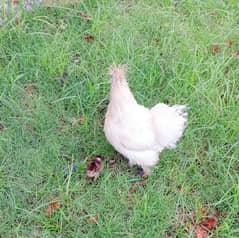 silkie; Bantam, fyumi & golden misri
