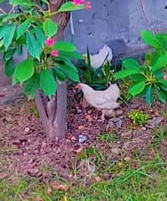 Bantam,