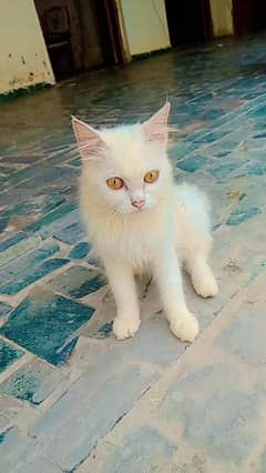 cat for sale akhtarabad okara