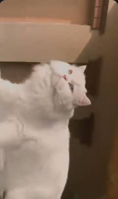 Persian