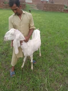 rajanpuri