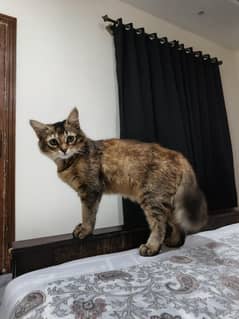 Semi Persian Double coat