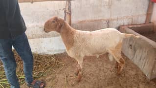 khara sheep 7 mahena ka