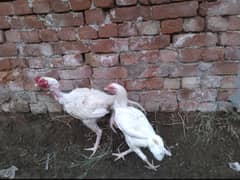 hera pair 1 kali murgi 1 selta male