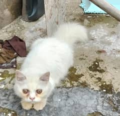 Male kitten extra long courted