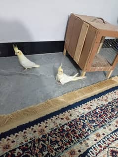 Handtamed Cream Cockatiel pair for sale