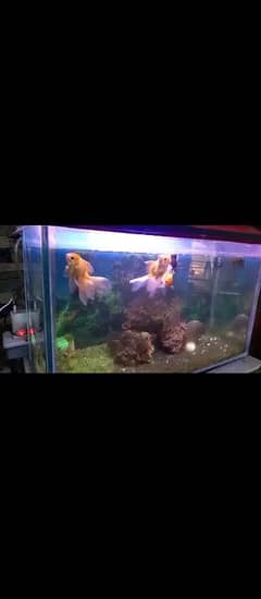 Big Oranda double tail goldfish pair  , black moor, bubble eye