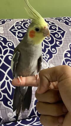 Handtame cockatiel parrot