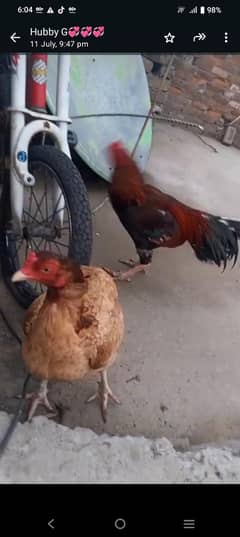 3 aseel pair for sale urgent