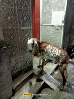 desi goat
