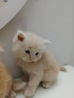 Persian Cat