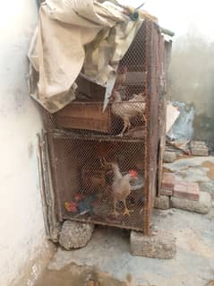Cages