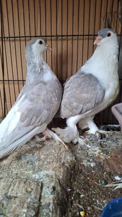 Silver Lahori Sherazi Breeder Pair