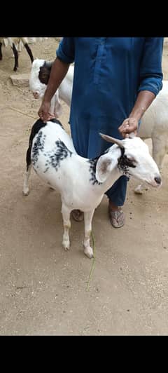 taddy goats