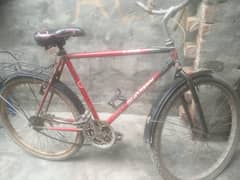cycel phonex best condition big size