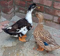 ducks