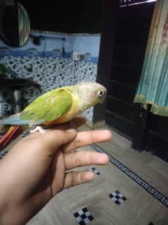 hand tame parrot