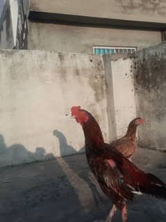 Aseel