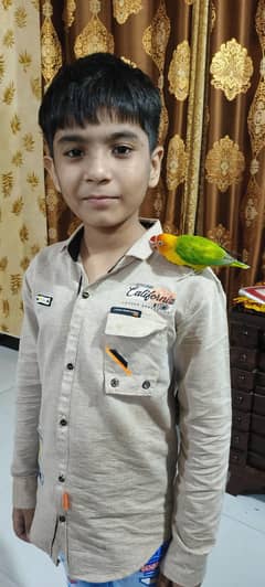 love birdz colony 4 sale urgent