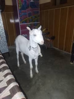 gulabi teddy tabra quailty